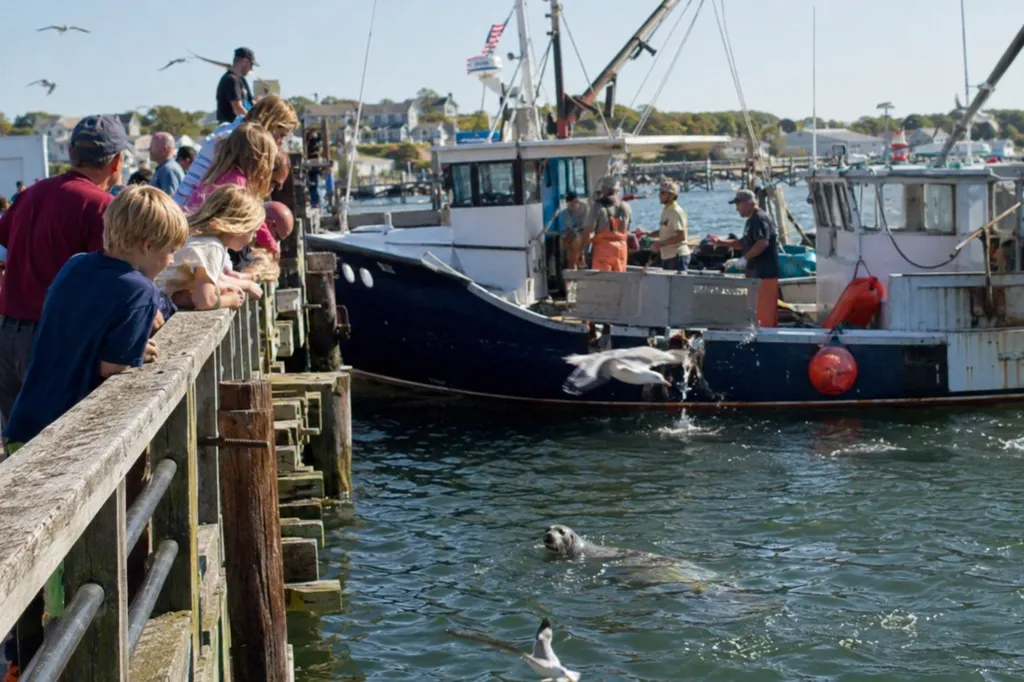 People watch a fishing boat and seagulls in the water.